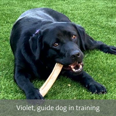 black lab eating a bone