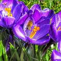 Flowerwithbee